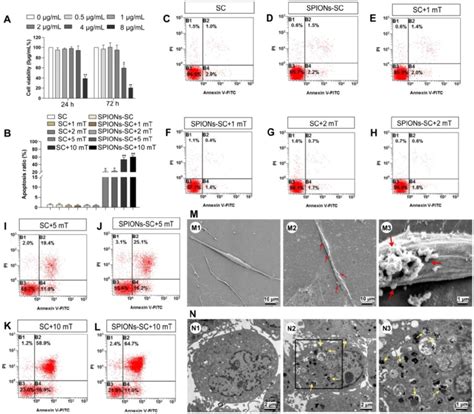 Cytotoxicity And Apoptosis Of Scs And Cellular Localization Of Spions