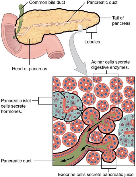 Pancreas Anatomy Concise Medical Knowledge Physiology Basic