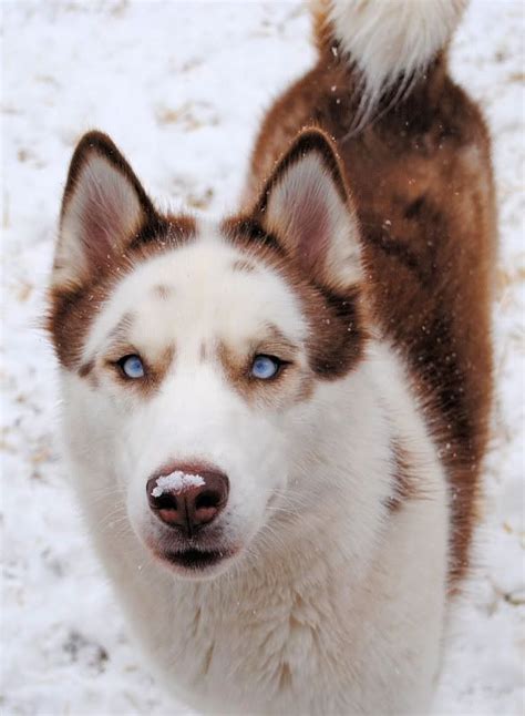 543 Best Huskies Images On Pinterest Siberian Huskies Husky Dog And