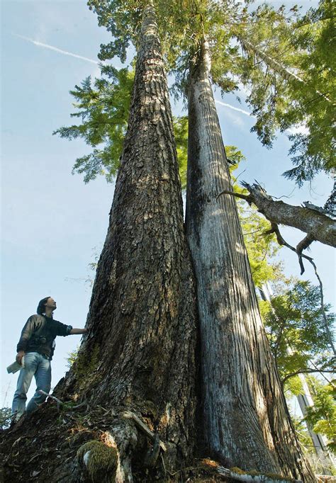 British Columbias Old Growth Trees May Soon Be Gone If