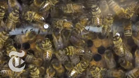 Bees Catch Caffeine Buzz Sciencetake The New York Times Youtube