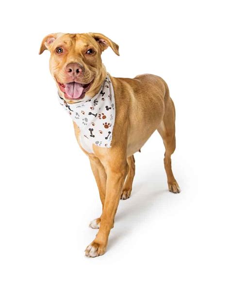 The Pitbull Lab Mix All You Need To Know K9 Web