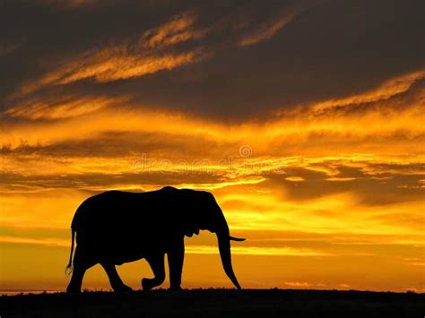 African Elephant At Sunset Silhouette Stock Photo Image Of Cape