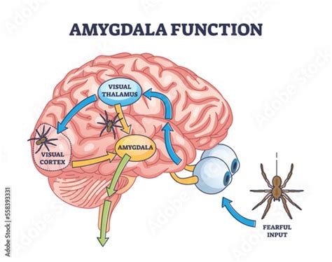 Amygdala Function With Brain Response To Fear Stimulus Outline Diagram