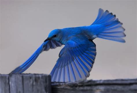 Bluebird Meaning And Symbolism And The Bluebird Spirit Animal