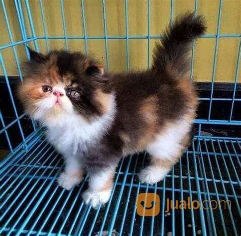 Berikut cara untuk mengetahui umur kucing. Kucing Persia Anakang Umur 2 Bulan | Kab. Gorontalo Utara ...