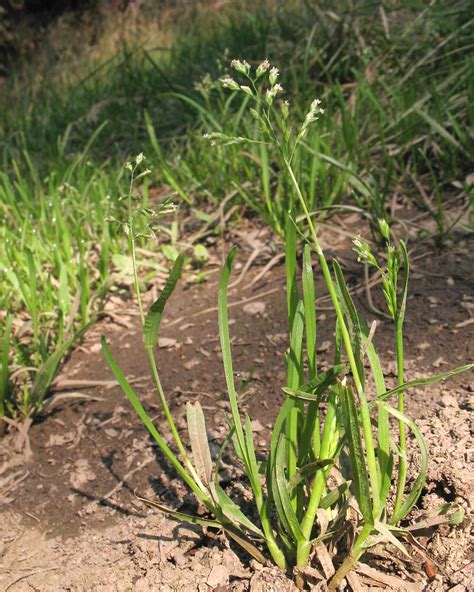 Poa Annua Annual Blue Grass Go Botany