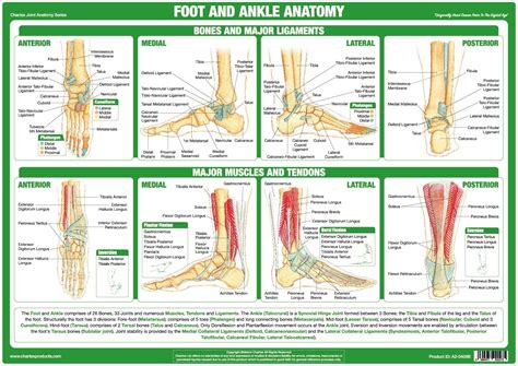 Chartex Foot And Ankle Joint Anatomy Chart