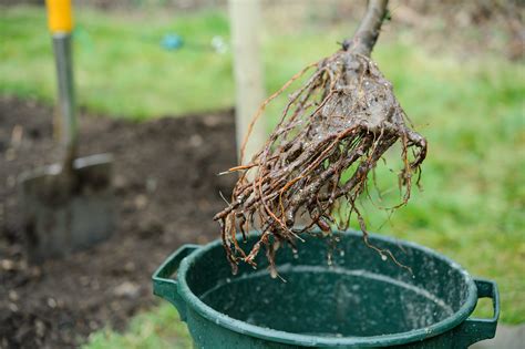 How To Store Bare Root Fruit Trees Before Planting