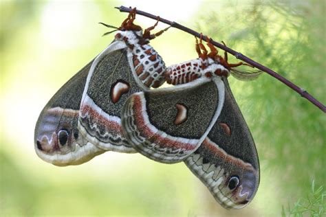 Cecropia Moth Life Cycle Hyalophora Cecropia