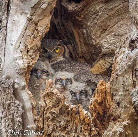 Photo By Flowerraycat Great Horned Owlets And Their Mother Peering Out