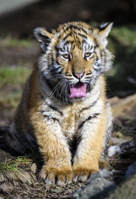 The Siberian Tiger Panthera Tigris Tigris Also Called Amur Tiger