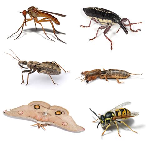 Variedad De Insectos Los Insectos