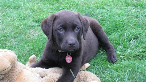 Chocolate Labrador Retriever Puppies Leyland Lancashire