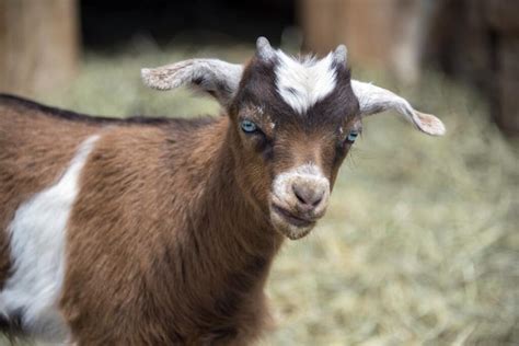 Check Out The Best Goat Breeds With Pros And Cons
