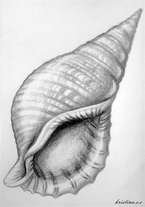 Shell Drawing Amazing Tone 3d Shell Drawing Painting And Drawing