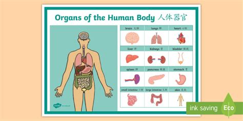 Organs Of The Body Vocabulary Display Poster Englishmandarin Chinese