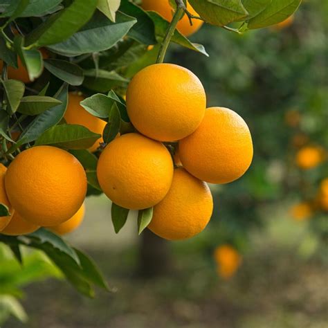 Valencia Orange Tree For Sale Online By Alder And Oak Plants