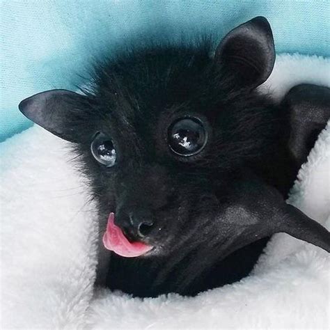 We Totally Appreciate These Photos Of Baby Bats In 2020 Baby Bats