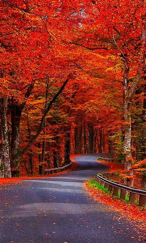 Red Autumn Trees Natural Nature New Nice Park Red Road Trees Hd