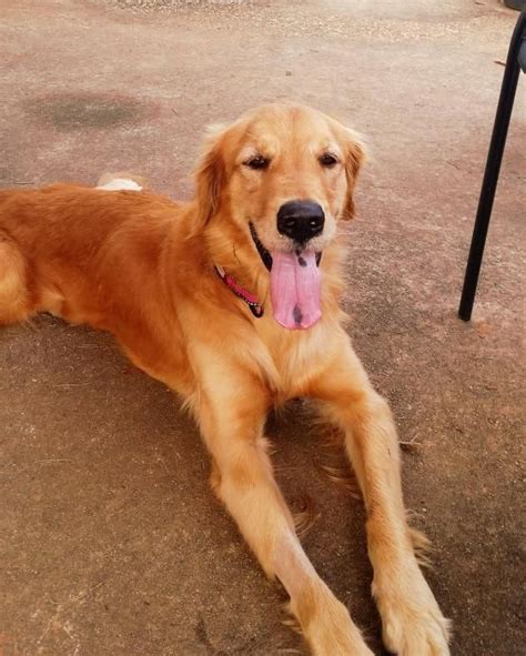 Adopt Bella On Petfinder Dogs Golden Retriever Retriever Dog Golden