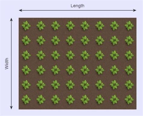 Try planting on a 7′ x 7′ spacing pattern. PLANT CALCULATOR How Many Plants Per Square Foot?