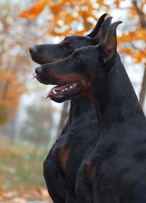 Doberman Profile Dog K 9 Guard Dog Doberman Pinscher Dog Dog