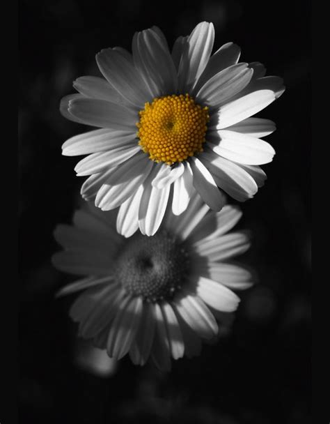 6 Flowers Black White Yellow From Dark Color Splash By Azra Ferhatovic