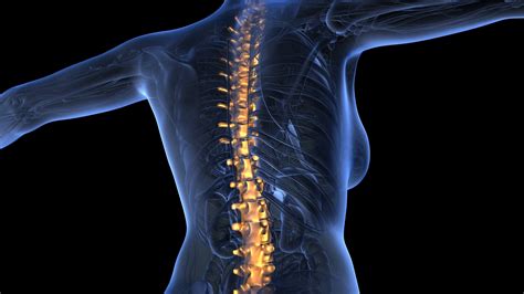 Loop Science Anatomy Of Human Body In X Ray With Glow Spine Bones On