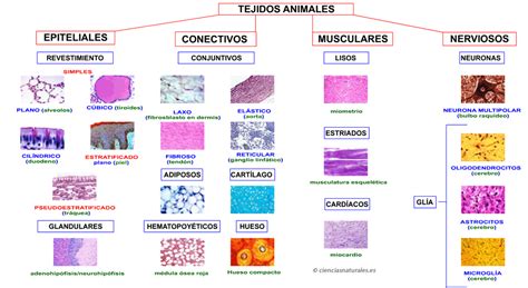 5filosofia Animal Ii F Villacreses Suarez Michael