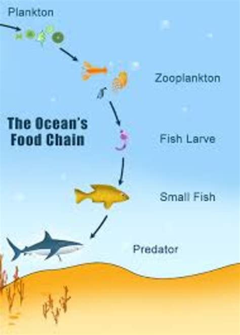 Fifth Grade Lesson Food Chains Betterlesson