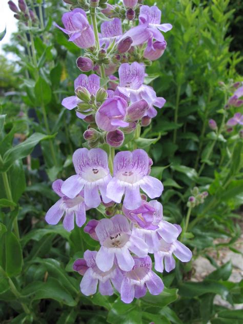 Penstemon Tubaeflorus Archives Dyck Arboretum