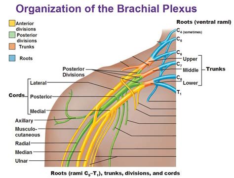 Roots Trunks Divisions Cords Organization Of Brachial Plexus Plexus