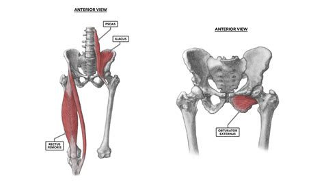 Muscles Of Hip And Thigh Anterior And Lateral Views Hip Muscles Anatomy