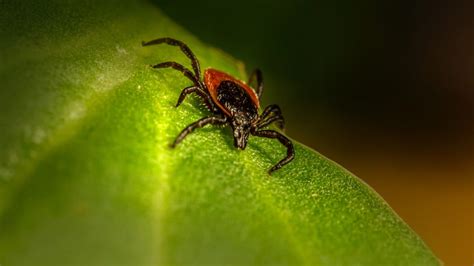 Meat Allergy Caused By Ticks Getting More Common In Us Cdc Says