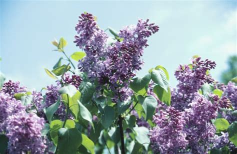What Is The Fastest Growing Lilac Bush Hunker