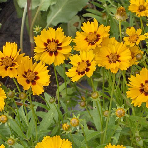 Coreopsis Plant Species The Good Earth Garden Center