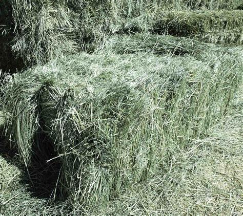 Premium Teff Grass Hay For Sale — Conway Feed And Supply