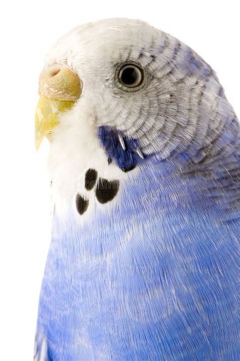 Blue And White Budgie Stock Photo Image Of Wing Animal 2332382