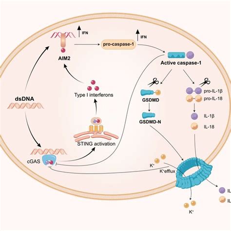 Activation Of Necroptosis By Cgassting Signalling Initiation Of Download Scientific Diagram