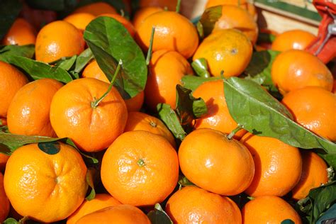 Free Images Produce Vegetable Juicy Hybrid Tangerine Kumquat