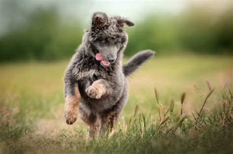 German Shepherd Poodle Mix 6 Must Read Facts Perfect Dog Breeds