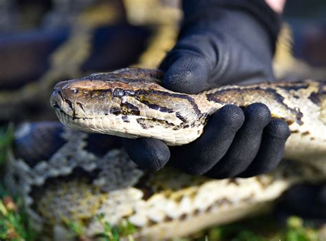Hundreds Of Giant Burmese Pythons Killed In Everglades Destructive Force