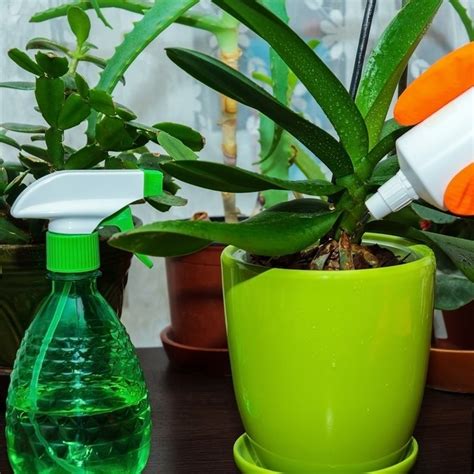 Tips To Keep Your Houseplants Healthy Thompsons Plants And Garden Centres