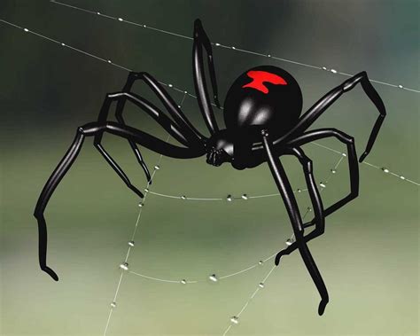 Black Widow Spider Head