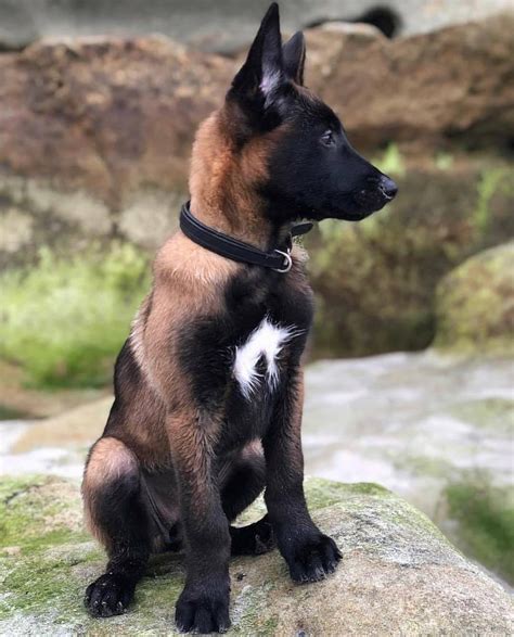 Belgian malinois puppies for sale belgian malinois protection dogs for sale. Love Malinois : dogpictures