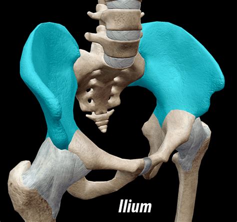 Human Anatomy Pelvic Girdle 1000 Images About Musculoskeletal On