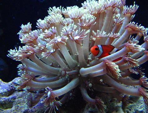 It feeds upon acellular marine invertebrates, phytoplankton, zooplankton and meaty bits. Flower Pot Coral (goniopora Sp.) Photos | RateMyFishTank.com