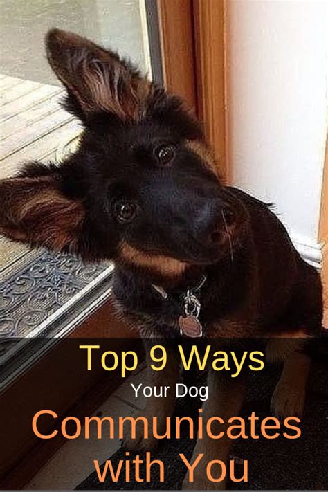 Top 9 Ways Dogs Communicate With You Dogspaceblog Dog Communication