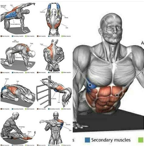 Chest And Abdominal Muscles Diagram Anterior View Of The Muscles Of